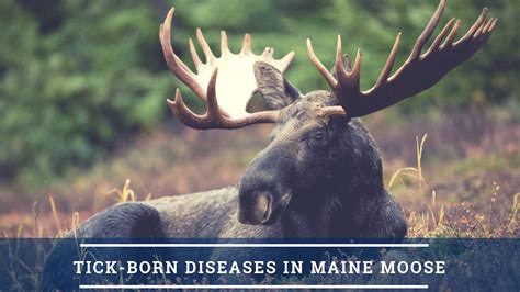 Studying Tick Borne Diseases In An Iconic Native Maine