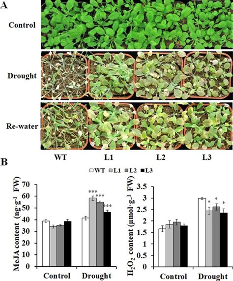 Responses Of The Transgenic Arabidopsis Plants And WT To Drought
