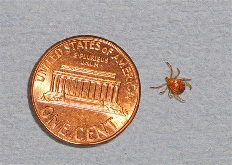 Tick Bite Can Cause A Red Meat Allergy Mississippi State University