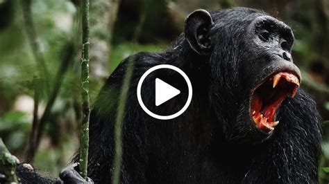 New Footage Reveals Deadly Chimpanzee Battles Iflscience