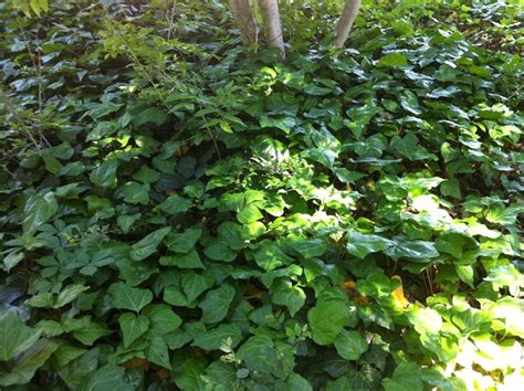 Persian Ivy Evergreen Vine Self Climbing Or Ground