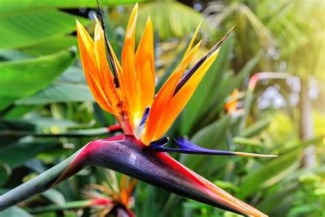 How To Grow Birds Of Paradise Yates Australia