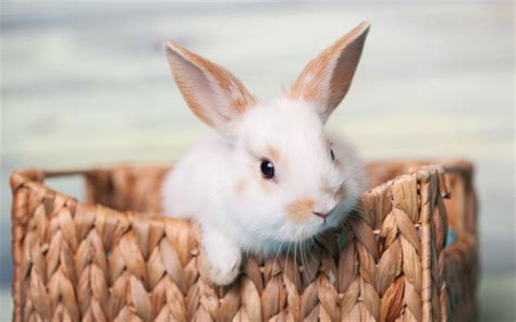 Download Wallpapers White Rabbit Close Up Basket Cute Animals