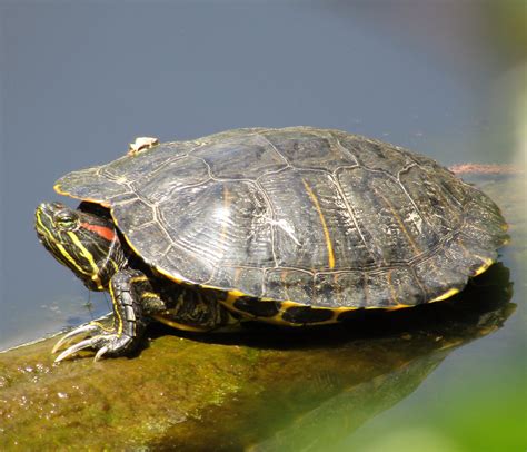 Pond Turtle – anewscafe.com