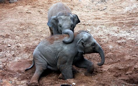 Animales En Peligro De Extinción El Elefante Asiático Learn To Say