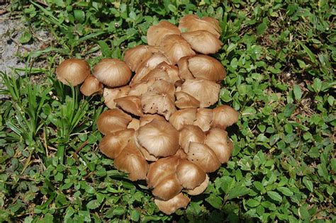 A Few Pics Mushroom Hunting And Identification Shroomery