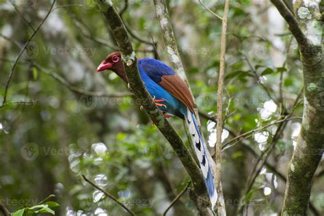 Sri Lankan Blue Magpie Perched On Tree At Sinharaja Rain Forest