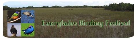 Everglades Birding Festival Birding Adventures With Paddy Cunningham