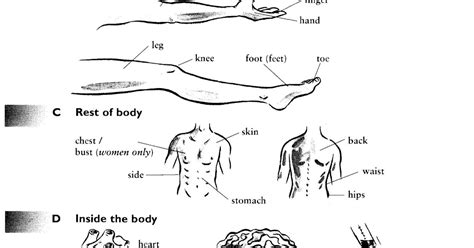 Unit 30 Parts Of The Body Vocabulary In Use Elementary