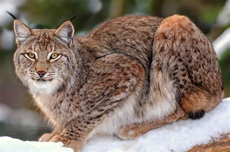 Lynx Full Hd Wallpaper And Background Image 2048x1365 Id353445