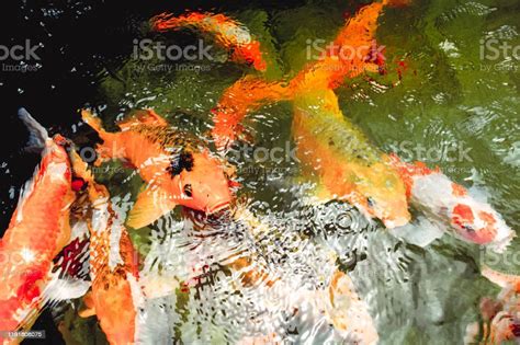 Beautiful Koi Fish Stock Photo Download Image Now Abstract Animal
