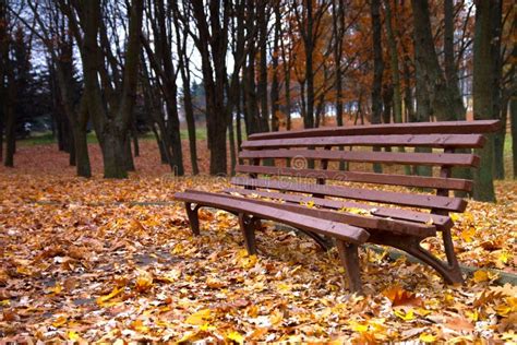 Bench In The Autumn Park Stock Image Image Of Leaves 38391257