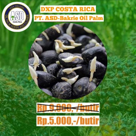 Jual Bibit Polong Kecambah Sawit Dxp Costa Rica Asli Bersertifikat