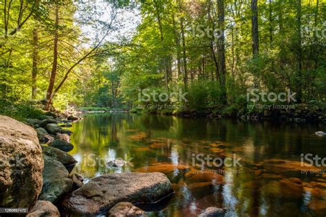 Calm Forest Stream Stock Photo Download Image Now Beauty Bright