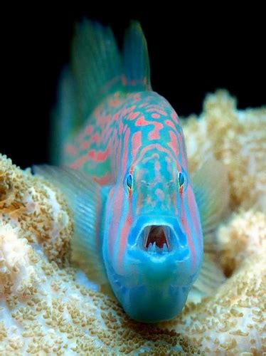Green Clown Goby Facts They Can Change Their Gender In Both Directions