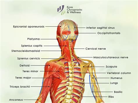 The Anatomy Of The Spine The Extensors Are Located In The Back And Allow An Individual To