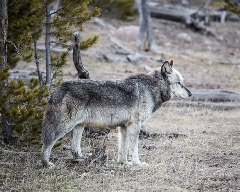 Grey Wolf Facts Diet Habitat And Pictures On Animaliabio