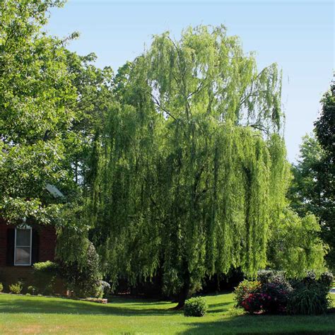 Weeping Willow Shade Trees For Sale
