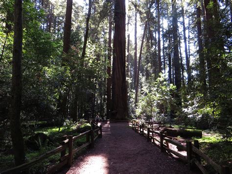 Henry Cowell Redwoods State Park Sempervirens Fund