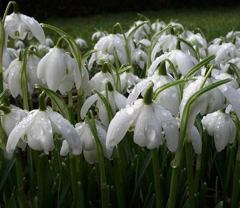 75 De Poze Absolut Superbe Cu Ghiocei Flori De Primavararogradini