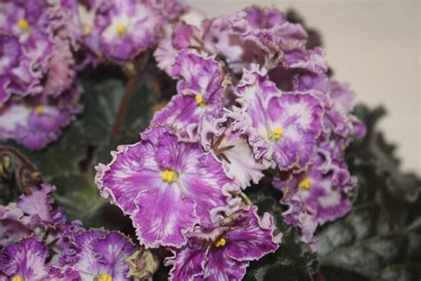 African Violet Rs Zolushkin Son Plant