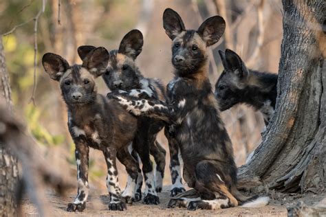 Afrikanische Wildhund Welpen | DigitalPHOTO