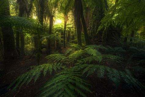 Rainforest Glow New Zealand South Island Marc Adamus Photography