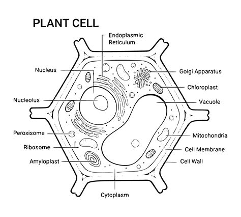 Plant Cell Coloring Sheets Coloring Pages Printable Sheets Simple
