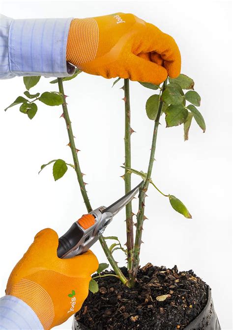 Rose Pruning Time Is Here Let Lifestyle Home Garden Show You How