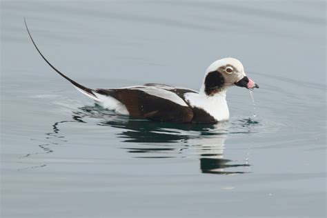 Long Tailed Duck By Andrew Jordan Birdguides