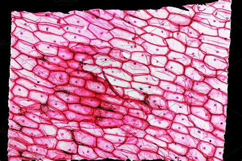 Microscope Image Microscopic Images Image Plant Cell