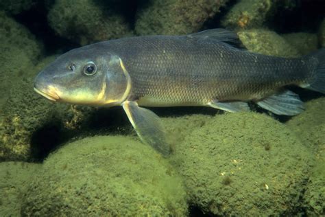 Suckerfish Fish Facts A Z Animals