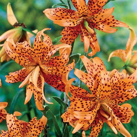 47 Different Types Of Lilies Housessive