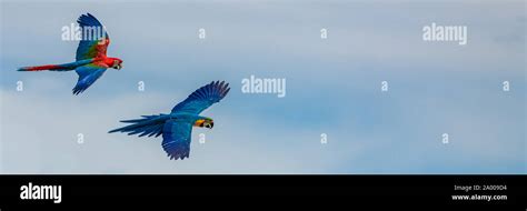 Scarlet Macaws Ara Macao Two Beautiful Parrots Flying Stock Photo Alamy