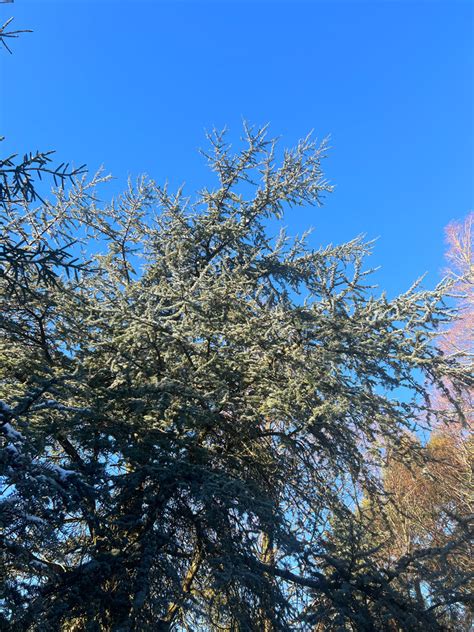 Cedrus Atlantica ‘glauca For Sale Lime Cross Nursery