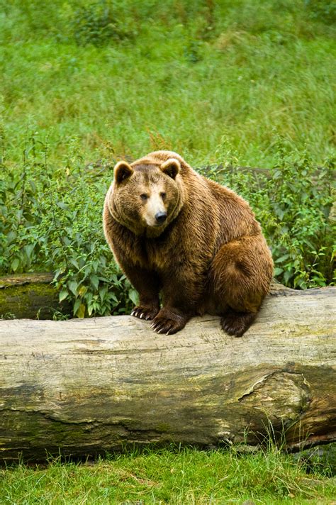 Brown Bear Bear Legend