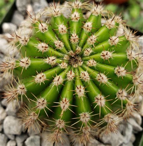 Echinopsis Oxygona Easter Lily Cactus Planet Desert