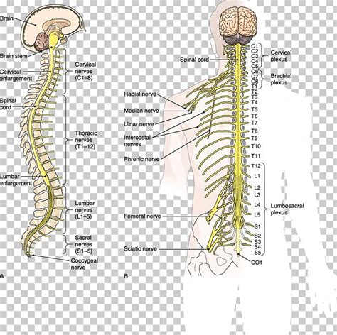 Spinal Cord And Central Nervous System