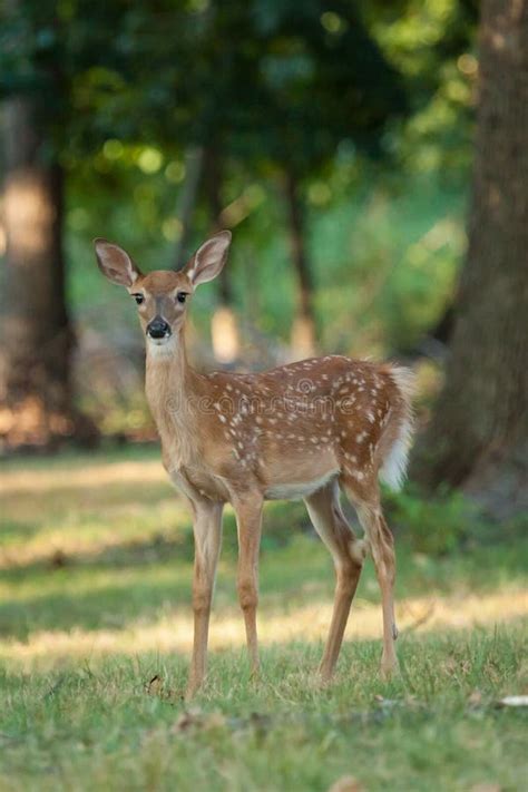 Whitetail Deer Fawn Stock Image Image Of Baby Natural 76240007