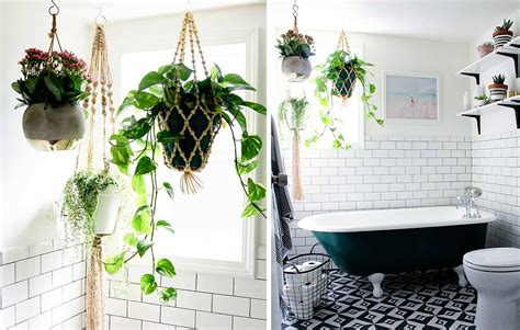 Che siano piante grasse da balcone, da giardino oppure da interno: Piante da appartamento perfette anche in bagno - CASAfacile