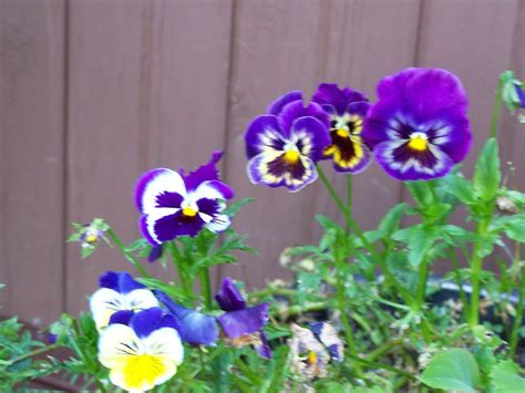 Beatrice Euphemie Pansies