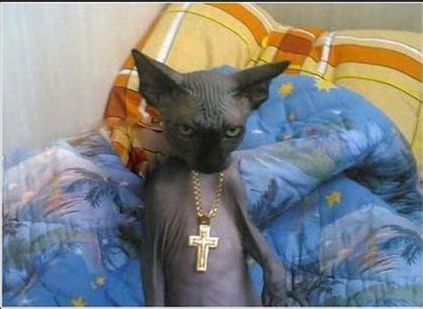 Gangsta Cat Funny Pictures Of Animals