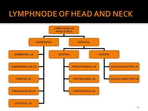 How To Drain Lymph Nodes In Head And Neck Best Drain Photos Primagemorg