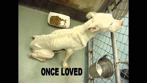 100% of your tax deductible donation goes directly to. SAD ABANDONED MEXICAN STRAY DOGS STARVING PICS :( - YouTube