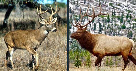 Deer Vs Elk Comparison Difference Between Elk Other Deer Species