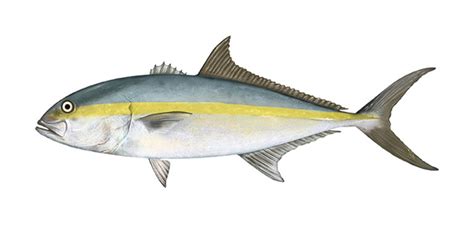 Kanpachi Greater Amberjack Sushi Flavor And Species Info 2023