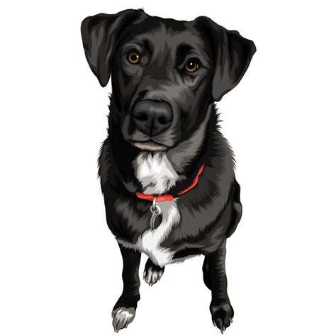 Cartoon Black Lab Puppy ~ Black Labrador Illustrations Royalty Free