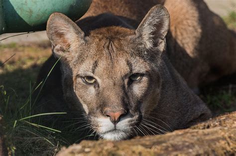 About Pumas Also Called Puma Concolor Tierart Wild Animal