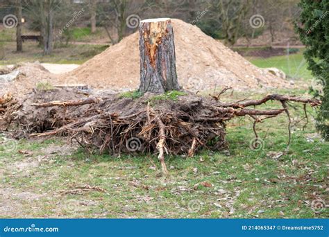 Excavated Tree Roots Show Uprooted Tree Trunk With Roots As Garden