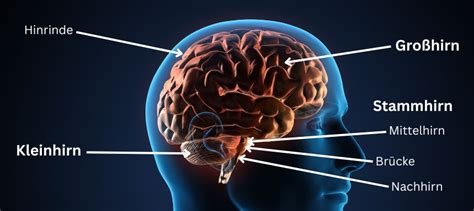 Das Gehirn Aufbau Funktion Und Krankheiten Einfach Erklärt